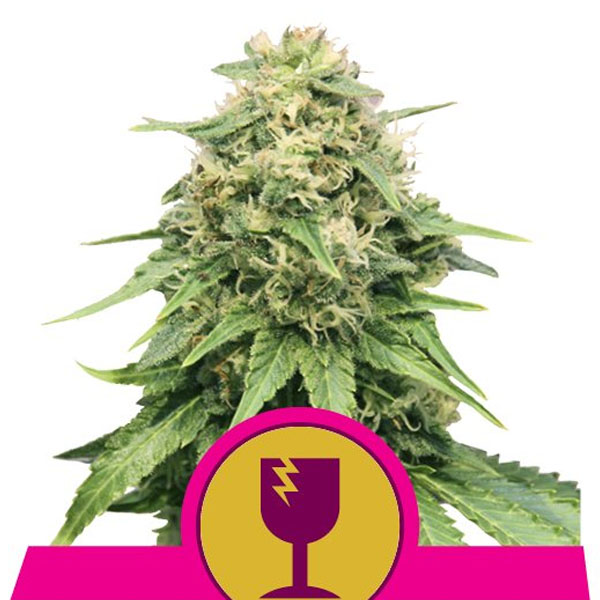 Planta de cannabis Critical 5 U Fem de Royal Queen en maceta