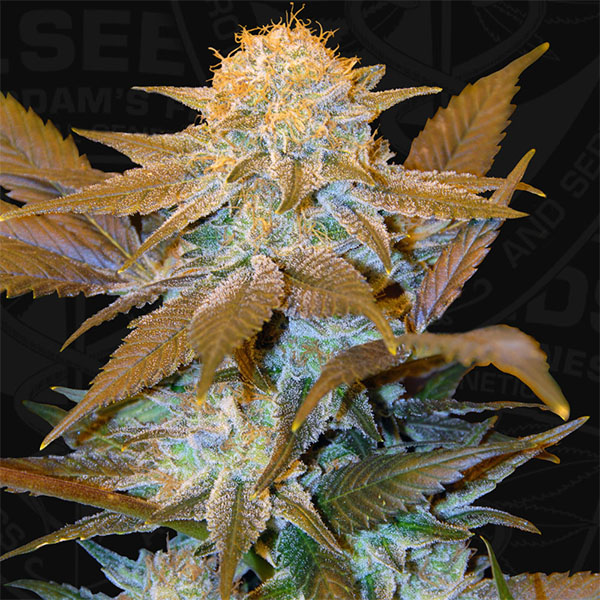 Semillas feminizadas Critical Hog de TH Seeds para cultivo de cannabis