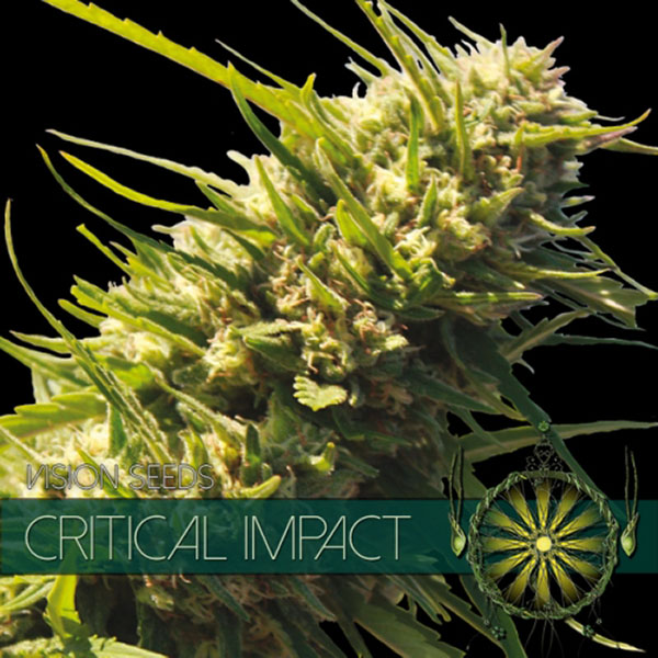 Semillas feminizadas Critical Impact de Vision Seeds para cultivo de cannabis