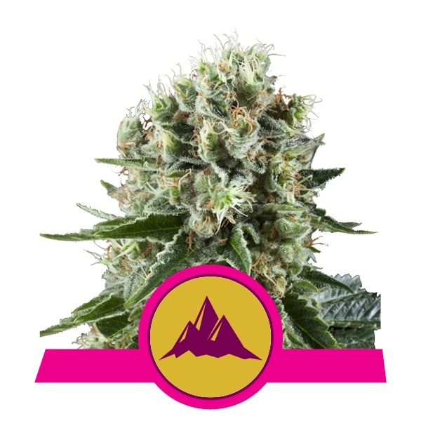 Planta de cannabis Critical Kush 1 unidad feminizada Royal Queen