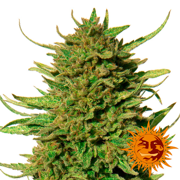 semillas regulares Critical Kush de Barney's Farm para cultivo