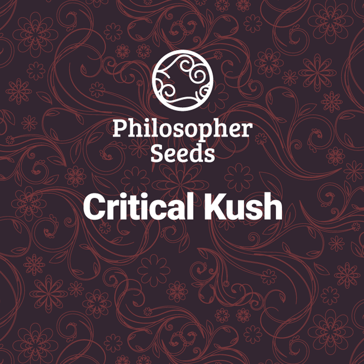 Maceta con planta Critical Kush de 3 unidades feminizadas Philosopher