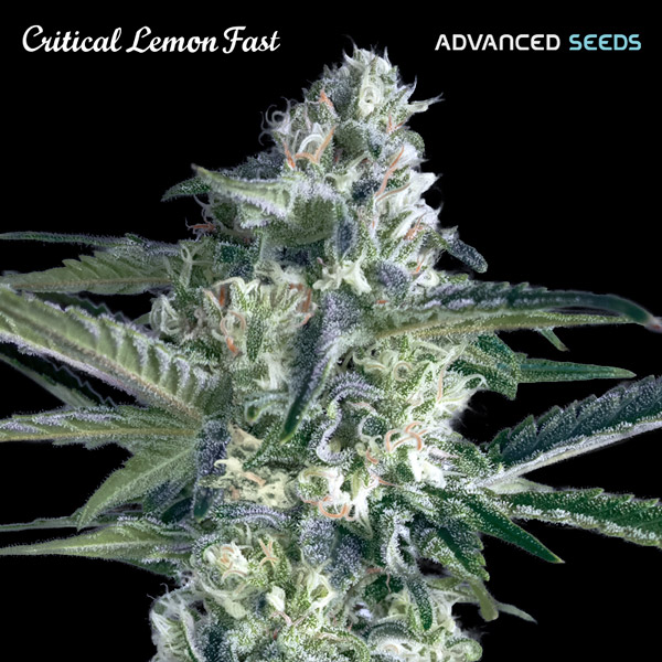 semilla feminizada Critical Lemon Fast de Advanced Seeds para cultivo rápido
