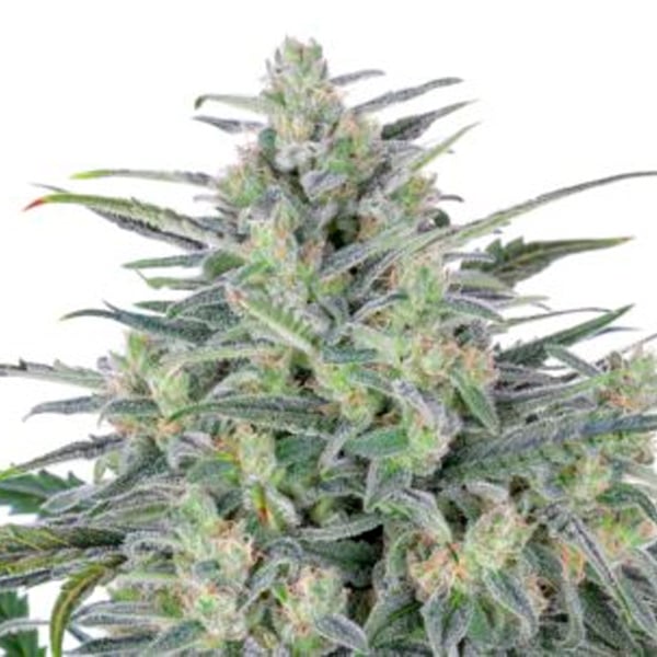 Planta Critical Lights 1u fem de Expert Seeds en cultivo controlado