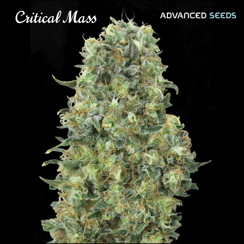 semilla feminizada Critical Mass de Advanced Seeds para cultivo