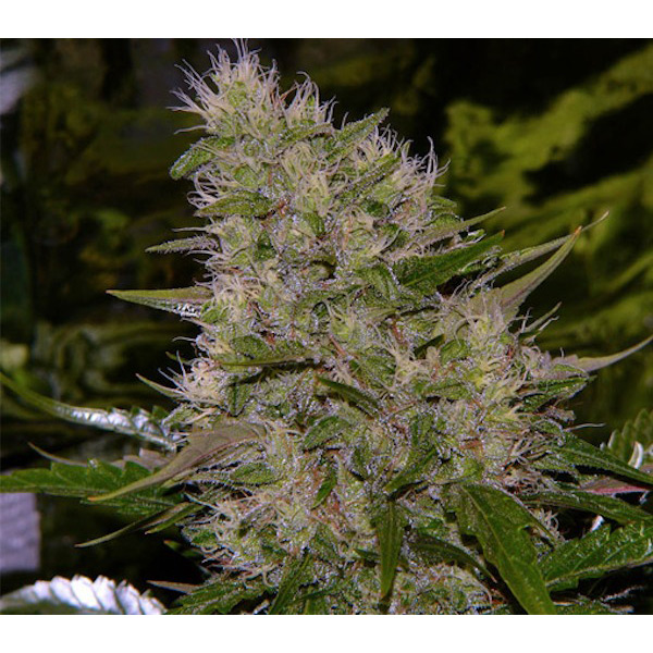 Semillas regulares Critical Mass de Mr. Nice para cultivo