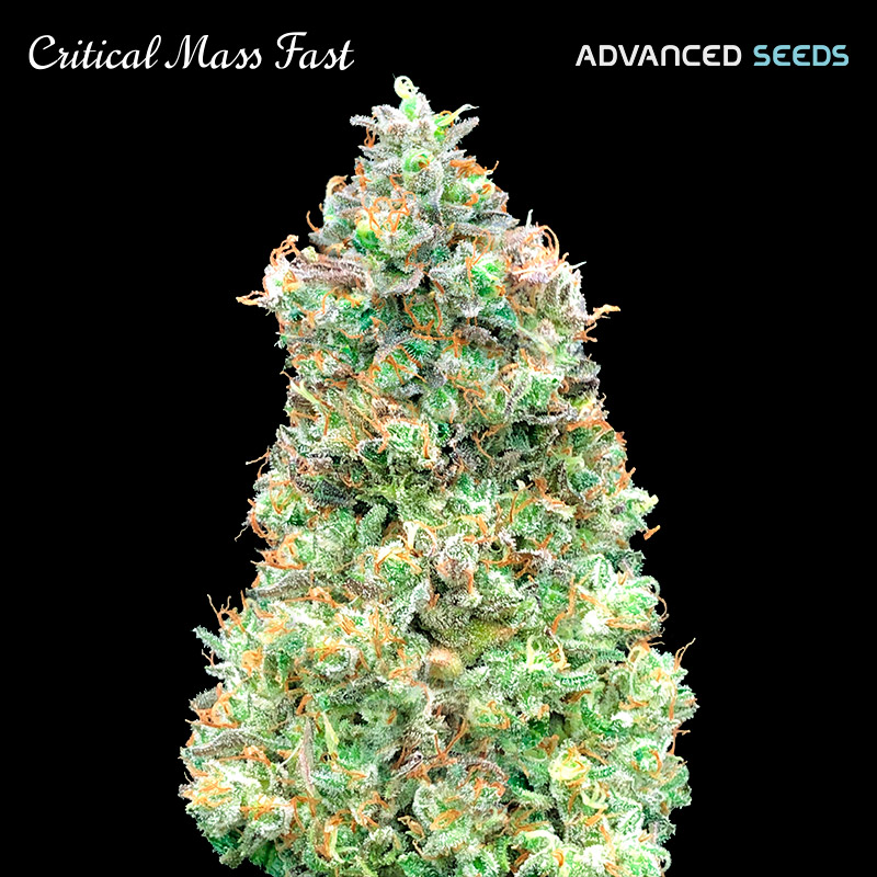 semilla feminizada Critical Mass Fast de Advanced Seeds para cultivo