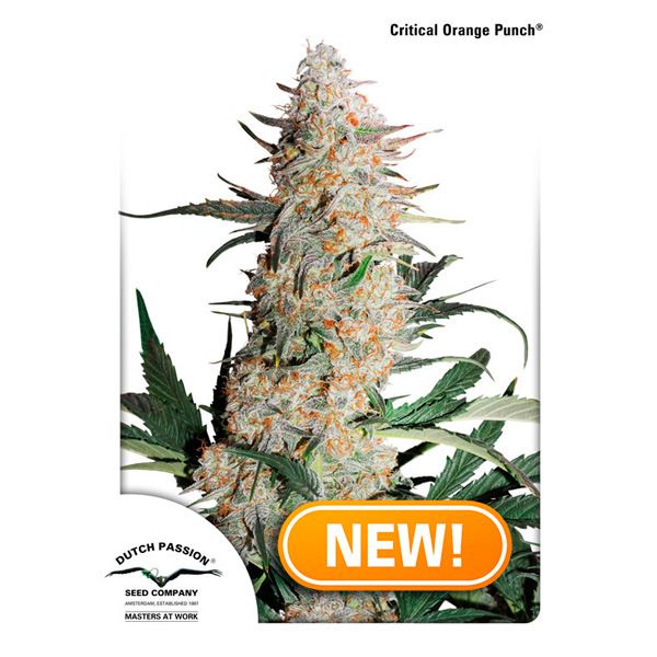 semillas feminizadas Critical Orange Punch de Dutch Passion para cultivo de cannabis