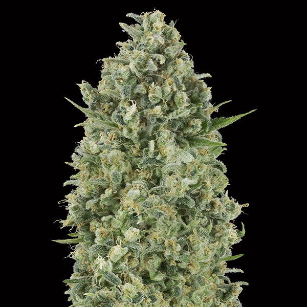 semillas feminizadas Critical Poison para cultivo