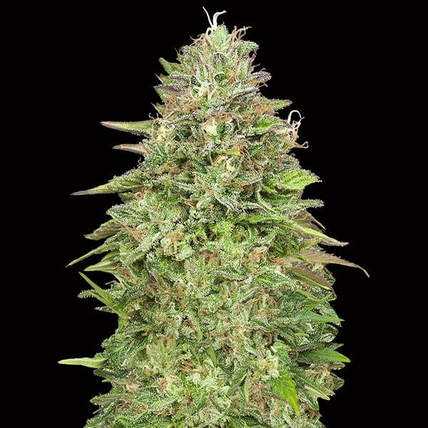 semillas feminizadas Critical Poison Fast para cultivo rápido