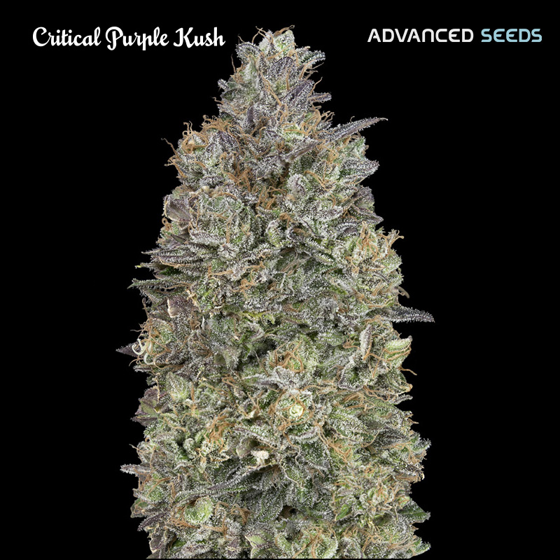 semilla feminizada Critical Purple Kush de Advanced Seeds para cultivo