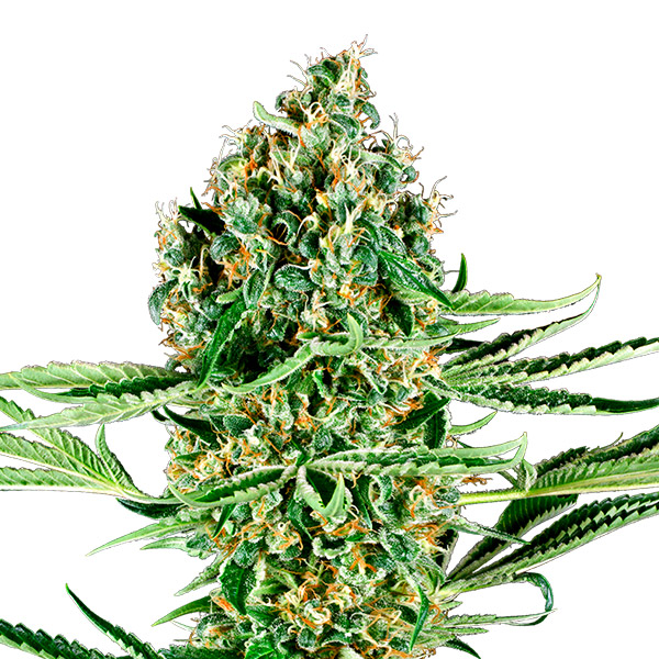 Semillas feminizadas Critical Runtz de Sensi Seeds para cultivo
