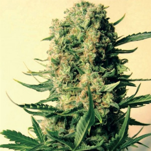 semillas Critical Skunk regulares de Mr. Nice para cultivo