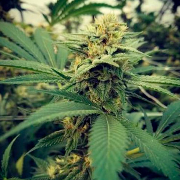Semillas feminizadas Critical Sour 4U para cultivo