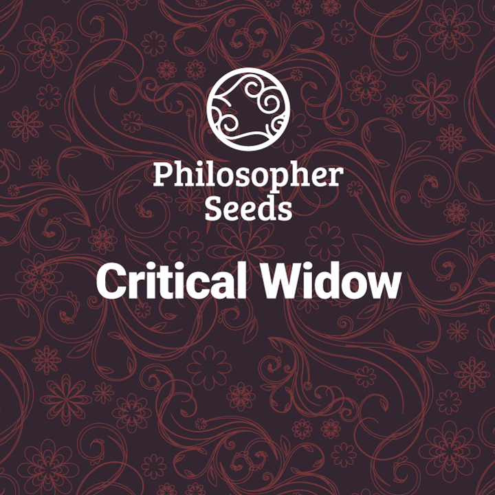 Semillas feminizadas Critical Widow 3 unidades de Philosopher
