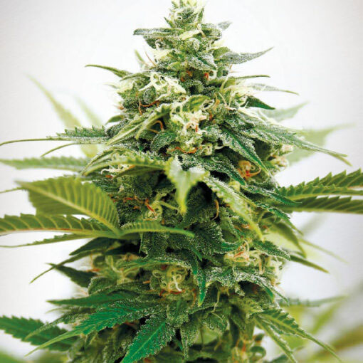 semilla feminizada Critical XXL de Garden of Green Seeds