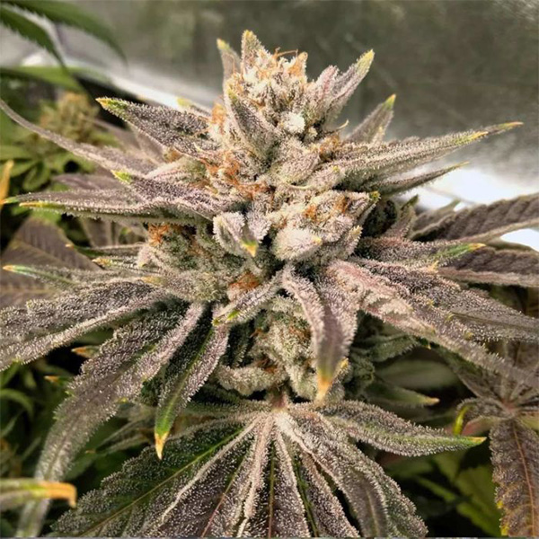 semillas feminizadas Crumbled Melon de Karma Genetics
