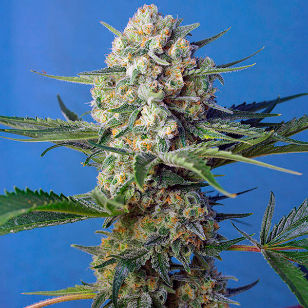 Semillas feminizadas Crystal Candy F1 Fast Version de Sweet Seeds