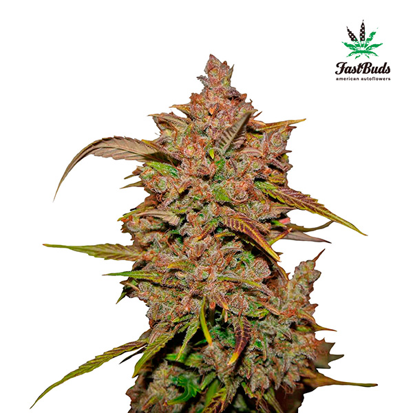 Crystal-Meth-Auto-1-u-fem-FastBuds-Seeds