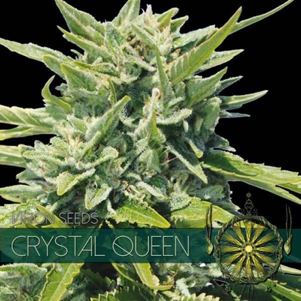 semillas feminizadas Crystal Queen de Vision Seeds