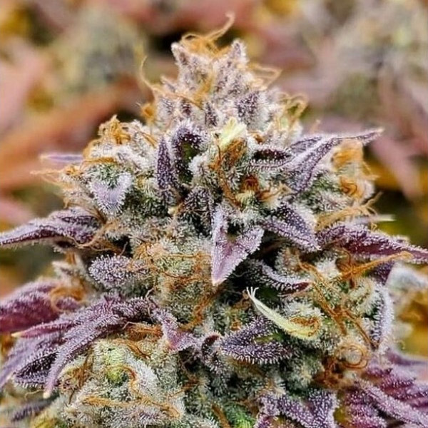 Semilla feminizada Cumbia-1 de Kiem Seeds para cultivo