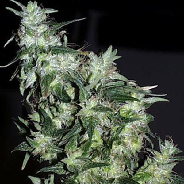 semillas feminizadas Cyber Cristal de K.C. Brains para cultivo