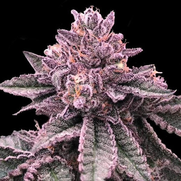 Caja con 5 semillas feminizadas DNA Cake de DNA Genetics para cultivo