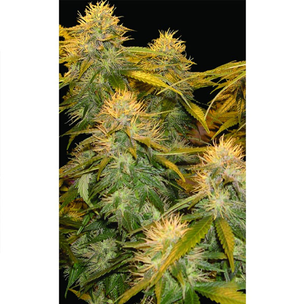 Paquete de 13 semillas regulares DNA Genetics para cultivo
