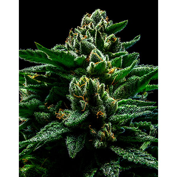 Semilla feminizada DO-G-1 de Ripper Seeds para cultivo de cannabis