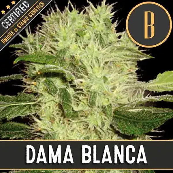 Dama Blanca feminizadas Blimburn Seeds