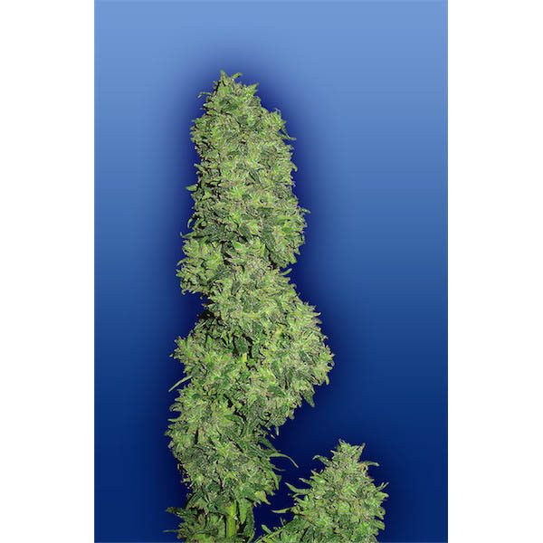 Dame Blanche feminizadas Flying Dutchmen