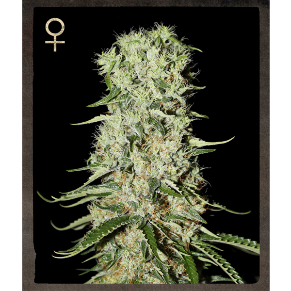 tres semillas feminizadas Damnesia para cultivo de cannabis