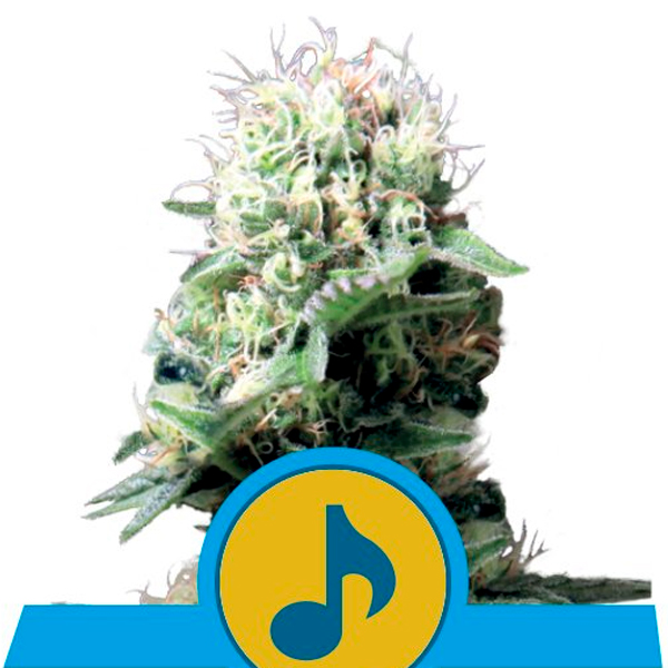 Planta Dance World 1 u fem Royal Queen, semilla de cannabis feminizada para cultivo
