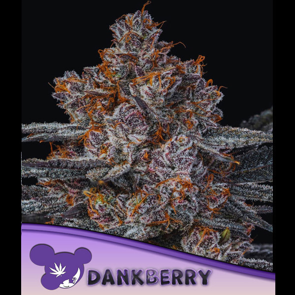 Planta de cannabis Dankberry 3 unidades feminizadas para cultivo