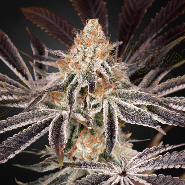 Planta Dark Phoenix 1 unidad feminizada para cultivo interior y exterior