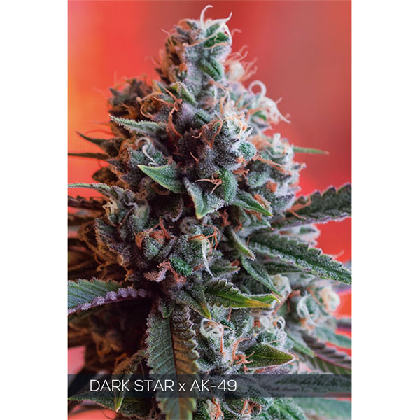 Semillas feminizadas Dark Star X Ak-49 de Vision Seeds para cultivo