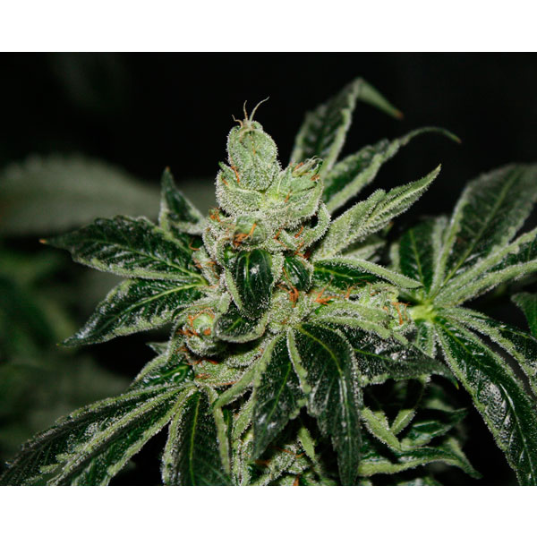Semillas Darkstar 10 unidades regulares para cultivo de cannabis