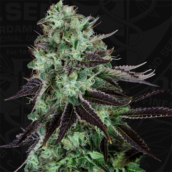 Semillas feminizadas Darkstar-5 de TH Seeds para cultivo de cannabis