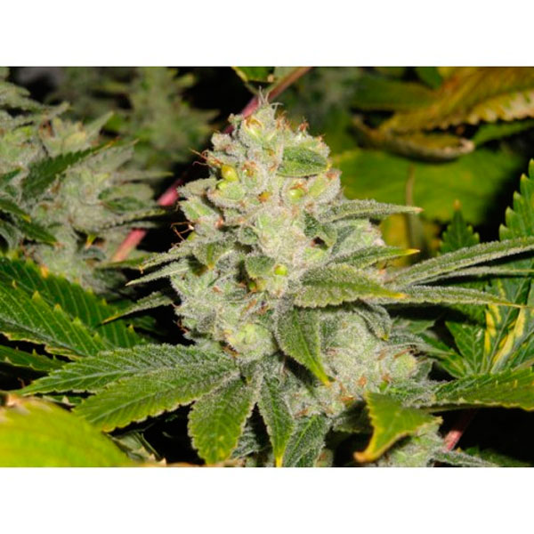 semillas feminizadas Dead Head OG de The Cali Connection