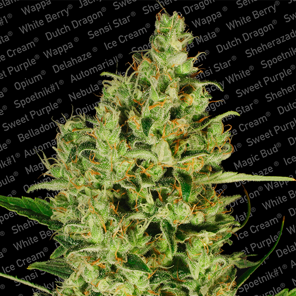 Flor de cannabis Delahaze 5 unidades feminizadas Paradise Seeds