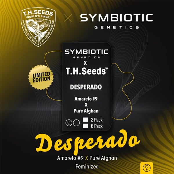 Dos semillas feminizadas Desperado-2-u de TH Seeds y Symbiotic Genetics