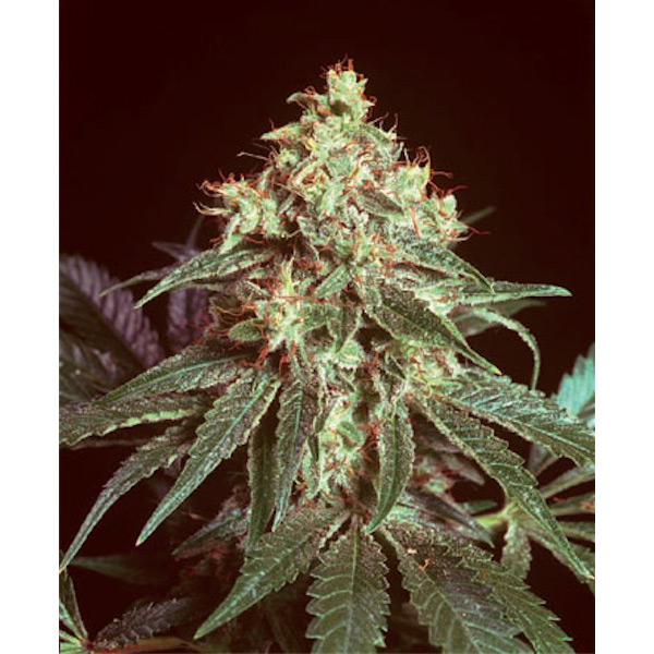 semillas regulares Devil de Mr. Nice para cultivo