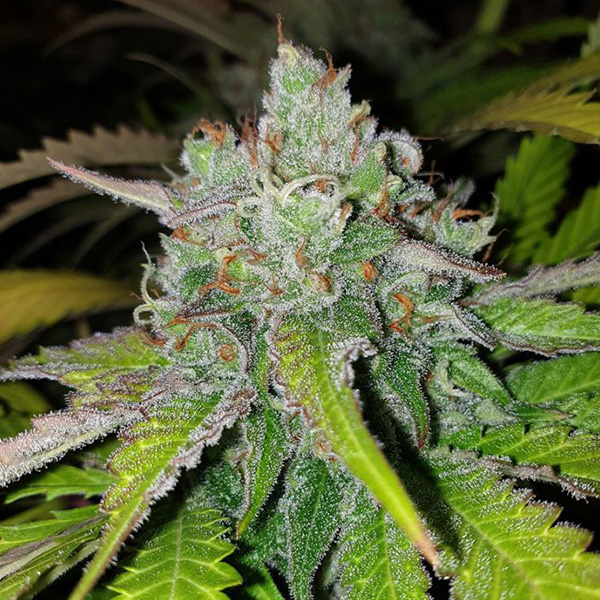Semillas feminizadas Di Frutti de Karma Genetics para cultivo