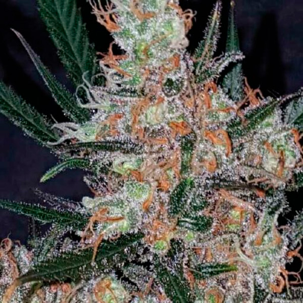 semilla feminizada Diesel Berry Cough de Garden of Green Seeds