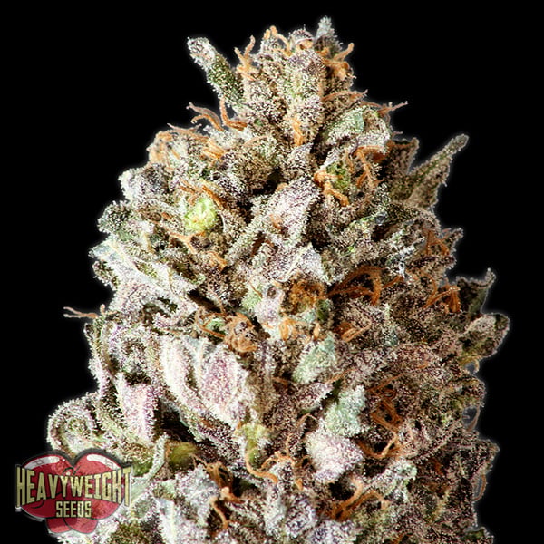 Diesel-Drift-3-u-fem-Heavyweight-Seeds