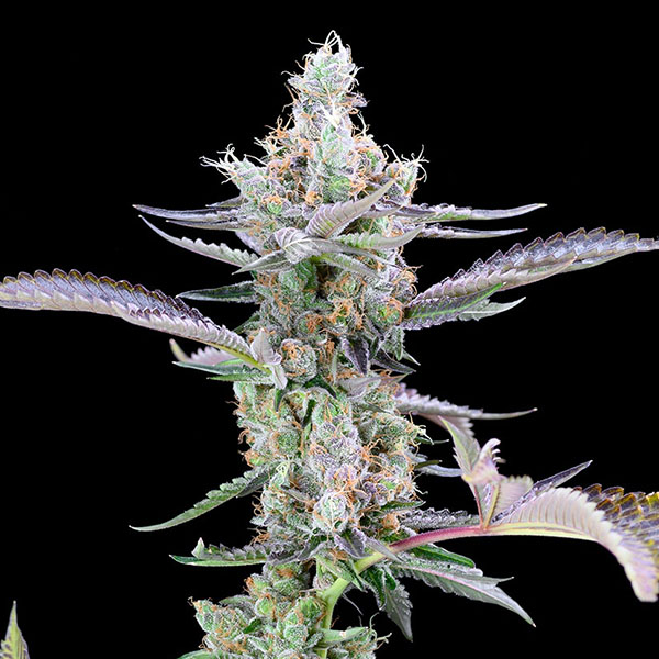 Semillas feminizadas Dirty Money 3 de Cookies Seed Bank para cultivo de cannabis