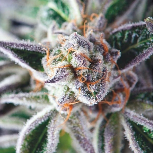 Semillas feminizadas Do-Si-Dos de Pyramid Seeds para cultivo