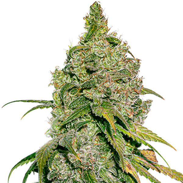 Semilla feminizada Do-Si-Dos de Seedstockers