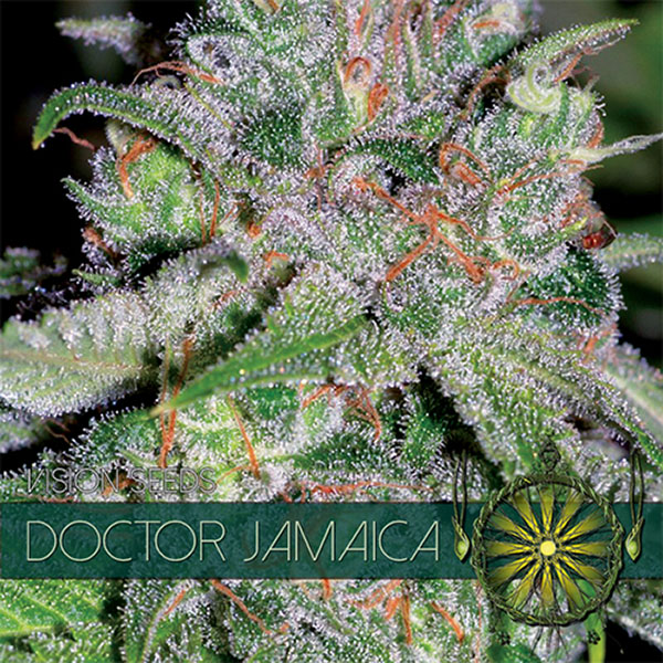 semillas feminizadas Doctor Jamaica de Vision Seeds para cultivo de cannabis