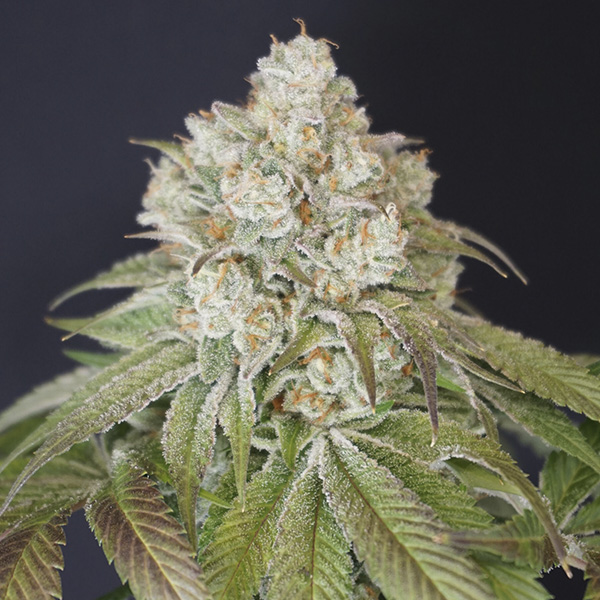semillas feminizadas Dog Fruit de Karma Genetics para cultivo
